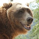 บาร์ตหมี (Bart the Bear)