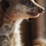 เอลวิส เจ้าเมียร์แคต (Elvis the Meerkat)