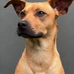 อาเมนโดอิม (Amendoim)