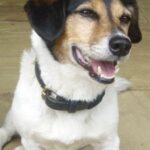 สายรัด (Strapper)