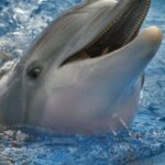 วินเทอร์ โลมา (Winter The Dolphin)