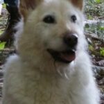 ไมกี้ (Mikey)