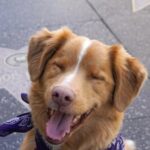 อินดี้ (Indy)